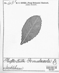 Phyllosticta primulicola image